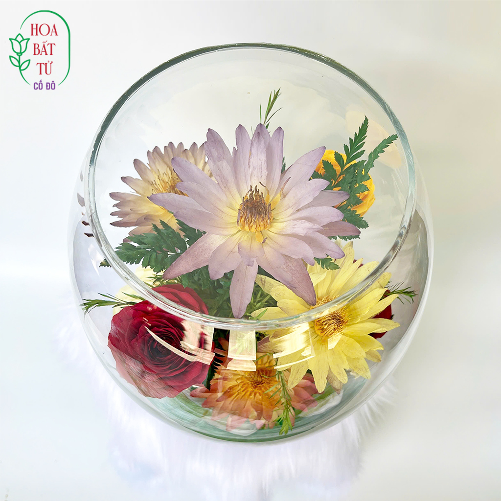 Liên Hoa Hoàng Cúc