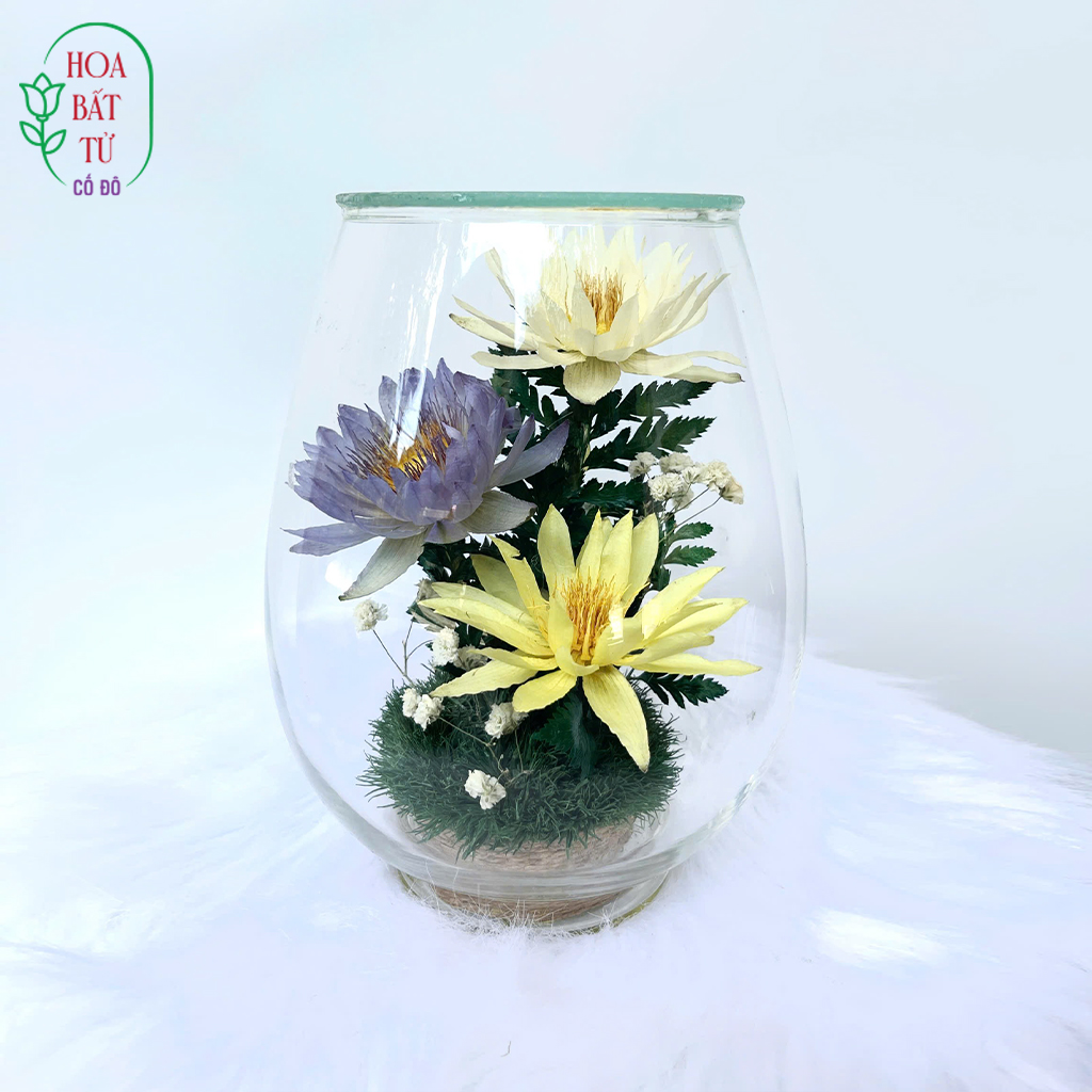 Liên Hoa Tịnh Nguyệt