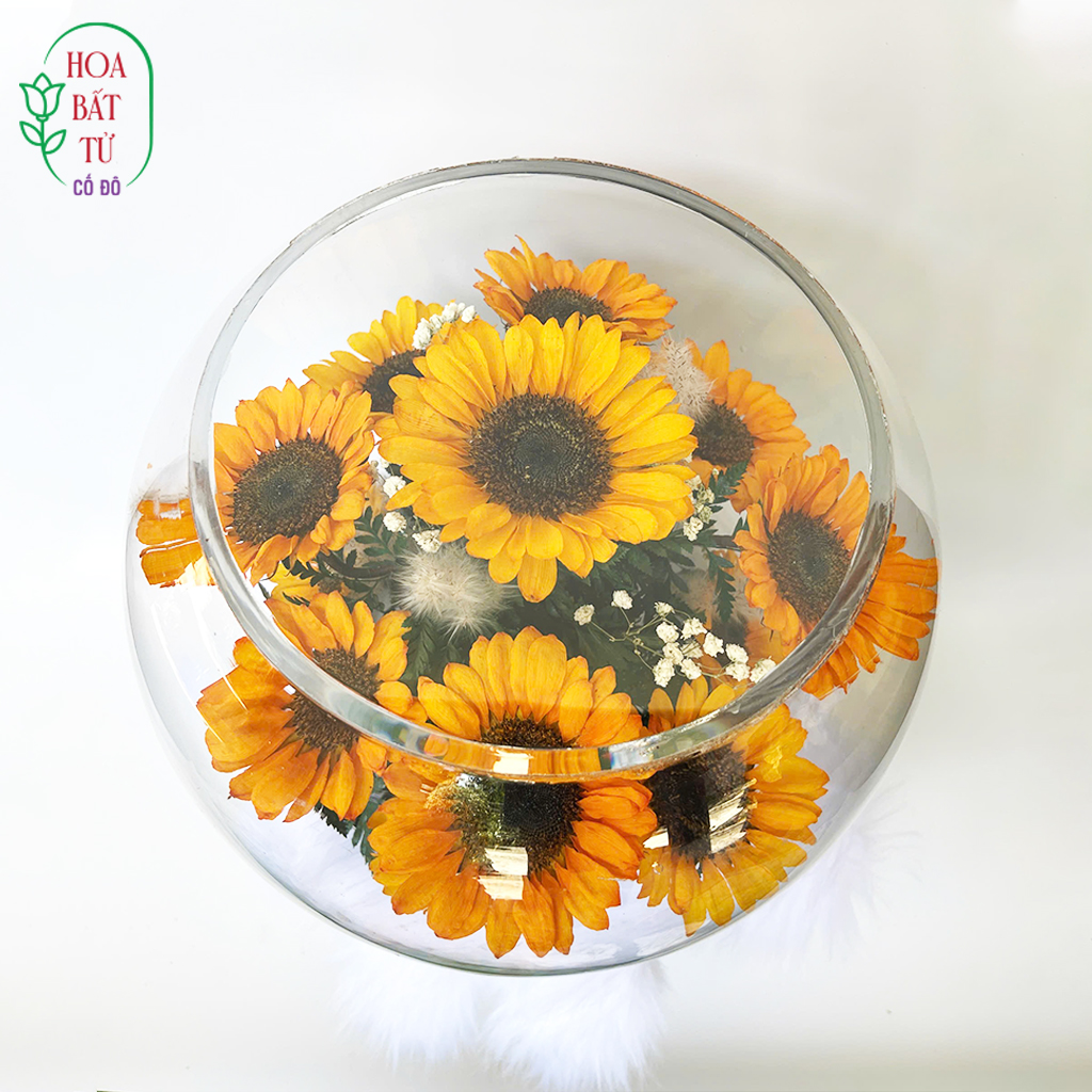 Ánh Dương Tinh Hoa