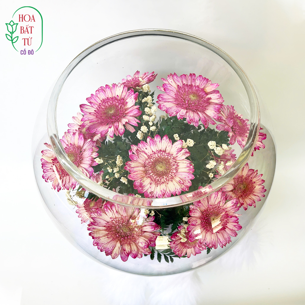 Vầng Hoa Ái Khánh