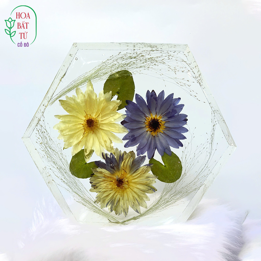 Hoa Nguyệt Lục Giác